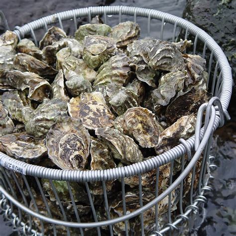 Taylor Shellfish Farms | Taylor Shellfish Farms, Seattle WA