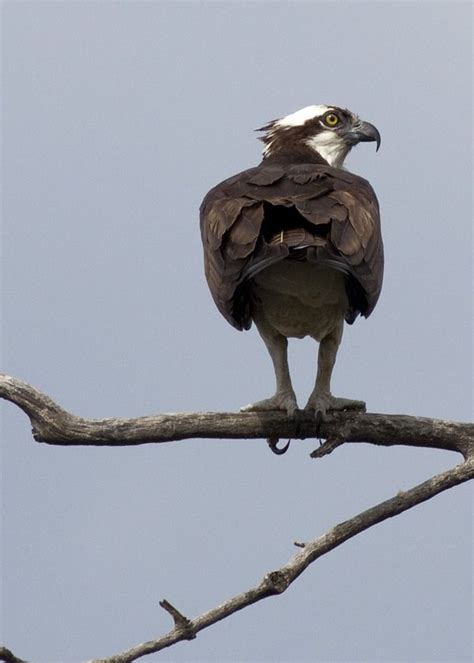 Osprey | Bald eagle, Animals, Osprey