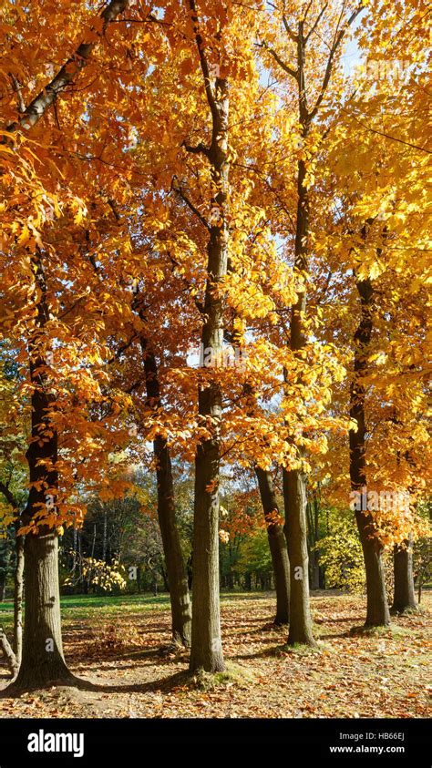 Autumn city park Stock Photo - Alamy