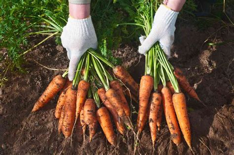 How To Plant Carrot Seeds and Have a Successful Harvest - Minneopa Orchards