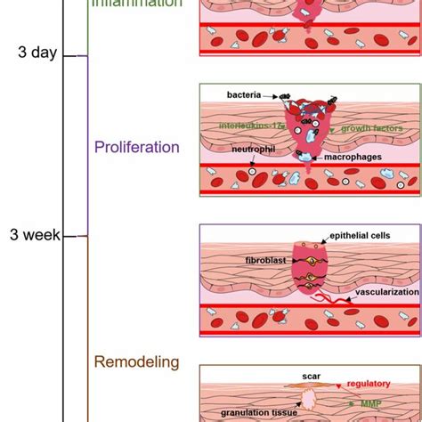 Wound healing phases of haemostasis, inflammation, proliferation and ...