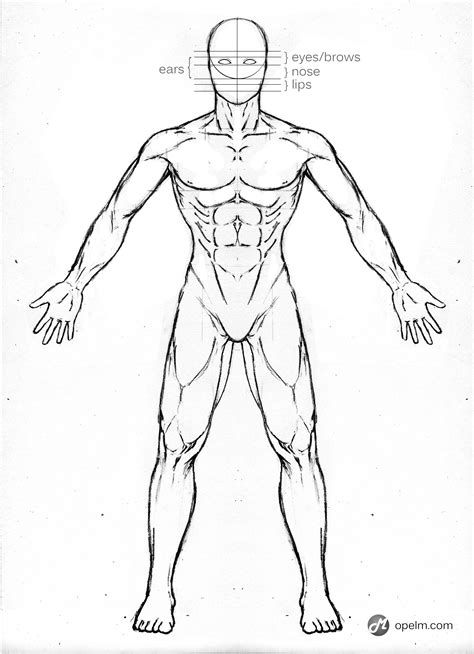 Male Anatomy Drawing Model - Front by Gourmandhast on DeviantArt