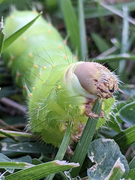 Polyphemus Moth Caterpillar (Antheraea polyphemus) – Missoula Butterfly ...