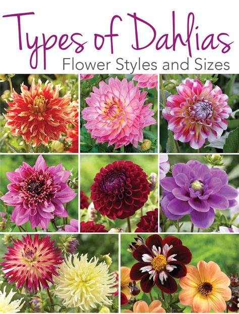 Know Your Dahlias: Flower Styles and Sizes - Longfield Gardens