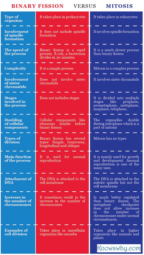 Difference between Binary Fission and Mitosis - KnowsWhy.com