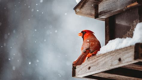 Add This Ingredient To Your Bird Feeder To Attract More Cardinals This ...