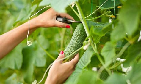 How to Plant, Grow and Harvest Cucumbers