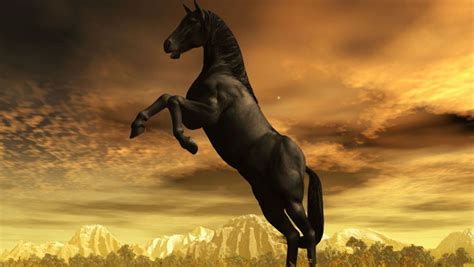 Black Stallion Wallpaper 44272 Full HD Wallpaper Desktop - Res ...