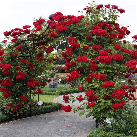 Red Climbing Rose Seeds Garden Flower Plant Seedlings, (Buy 1 Get 1 15% ...