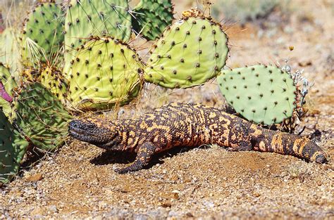 Gila Monster, Sonoran Desert Photograph by Craig K. Lorenz