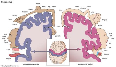 Homunculus Sensory And Motor Cortex, 58% OFF