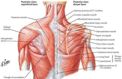 Beautiful illustration of the deep and superficial musculature of the ...