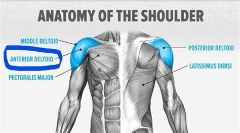 How to grow your shoulders (front delt edition) — Za Mrvicu Bolji