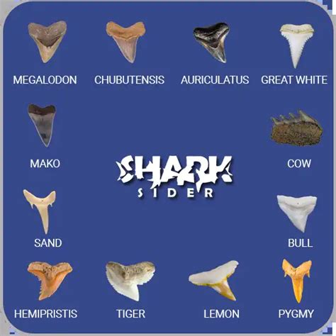 Shark Teeth Svg Fossil Guide Identification Guide SVG Cut, 46% OFF