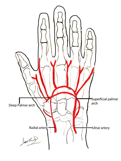 Hand Anatomy Overview | Bones, Blood Supply, Muscles | Geeky Medics