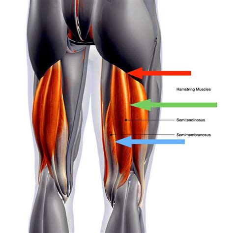 Hamstring Tendon Anatomy | Images and Photos finder