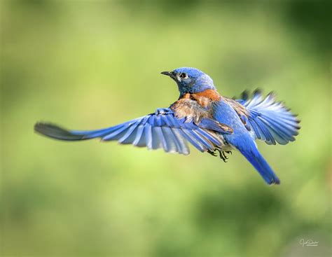 Flying Western Bluebird Photograph by Judi Dressler - Pixels