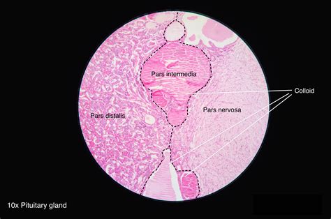 [DIAGRAM] Diagram Of Pituitary Gland Cells - MYDIAGRAM.ONLINE