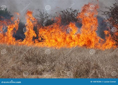 Bush fire stock photo. Image of danger, wildfire, forest - 10878286