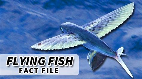 Where Do Flying Fish Lay Their Eggs: A Deep Dive Into Their Mysterious ...