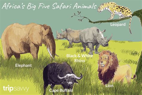 An Introduction to Africa's Big Five Safari Animals