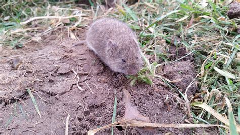 Voles: How to Identity and Get Rid of Voles in the Garden | The Old ...