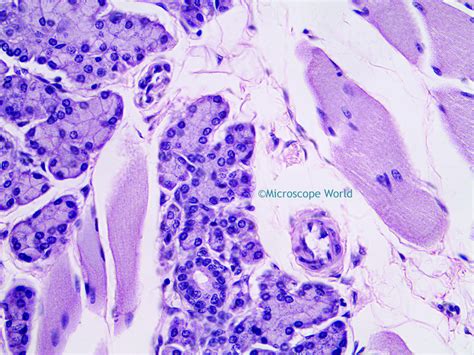 Microscope World Blog: Tongue Taste Buds Under the Microscope