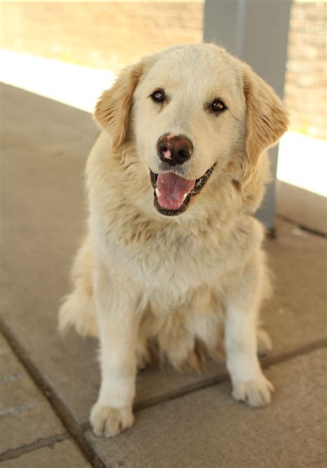 Buddy - Golden Retriever mix