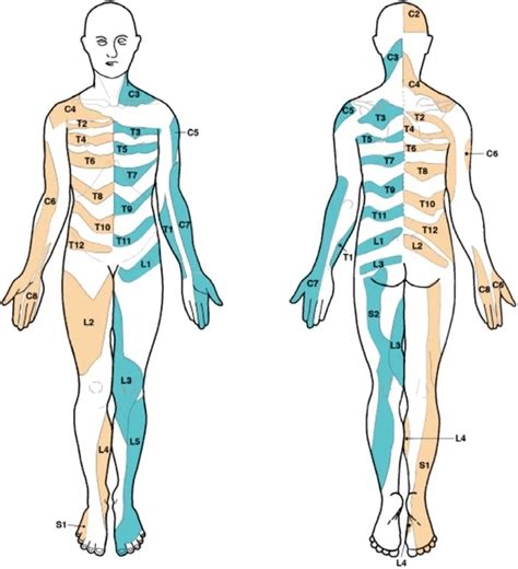 Sciatic Nerve Dermatome