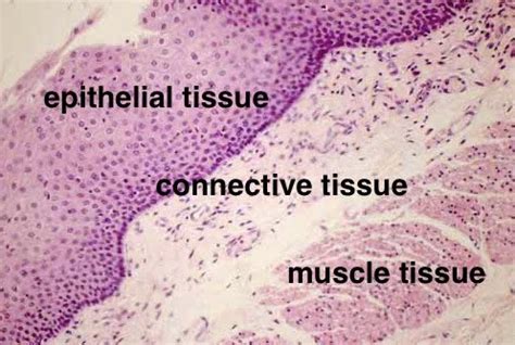 Epithelial Tissue Under Microscope