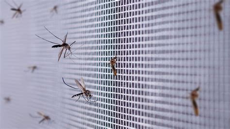 What is bringing mosquitoes into your home & how to stop it