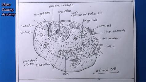 How TO Draw animal cell easy/animal cell drawing - YouTube