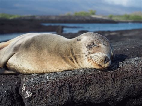 Galapagos Islands Animals | Facts, Information and Habitat