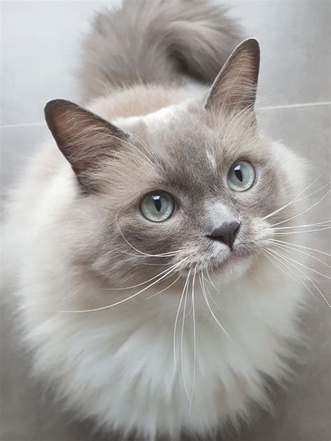 Cute grey and white cat looking upwards | Grey and white cat, Cat ...