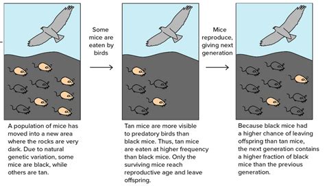 Unit 2-3: Mechanisms of Evolution and Natural Selection – The Biology ...