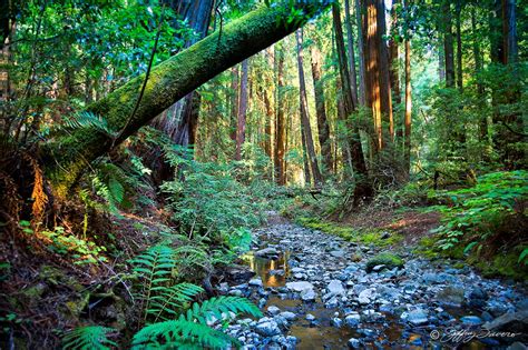 Muir Woods National Monument - Jeffrey Favero Fine Art Photography