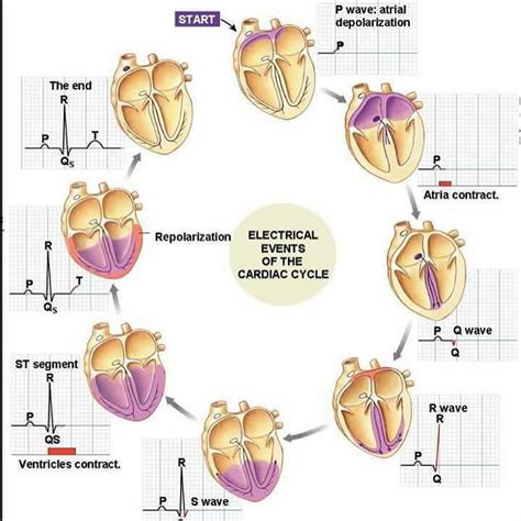 doctordconline: “The cardiac cycle refers to the sequence of mechanical ...