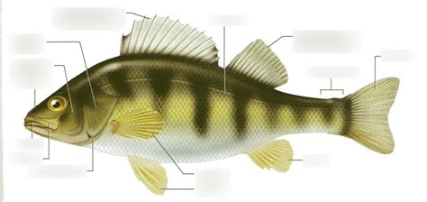 Yellow Perch Anatomy