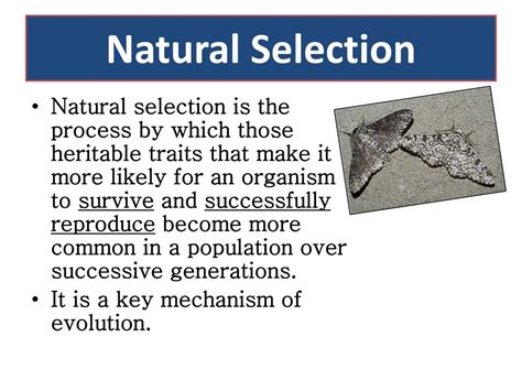 Natural Selection