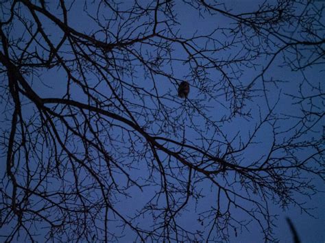 How to find a wild Hokkaido momonga flying squirrel | HokkaidoWilds.org