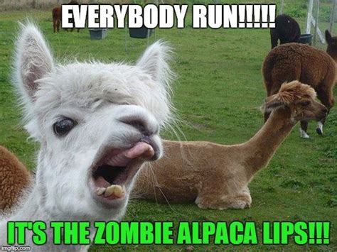 Image tagged in alpaca lips | Animals, Cute animals, Funny animals