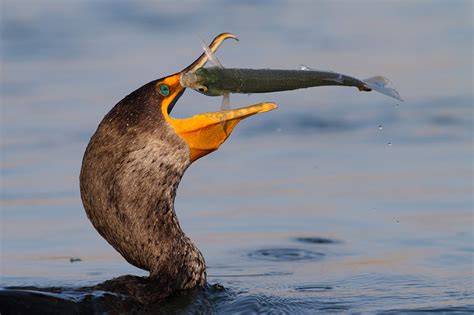 Cormorant harassment aims to protect young fish - Northwest Fishing News