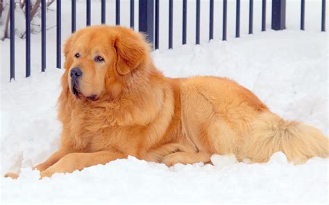 Tibetan Mastiff Puppy Sold For Million | The Mary Sue