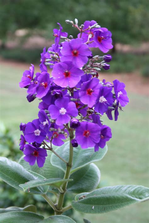 Breathtaking North Carolina Flower Photography