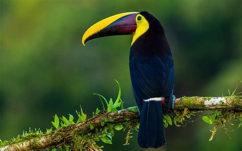 wallpaper toucan, bird, exotic, branch, beak, color HD : Widescreen ...