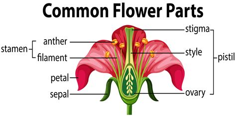 Parts Of A Flower And Their Functions Diagram | Best Flower Site