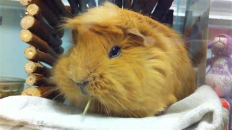 Guinea Pig Eating Hay - YouTube