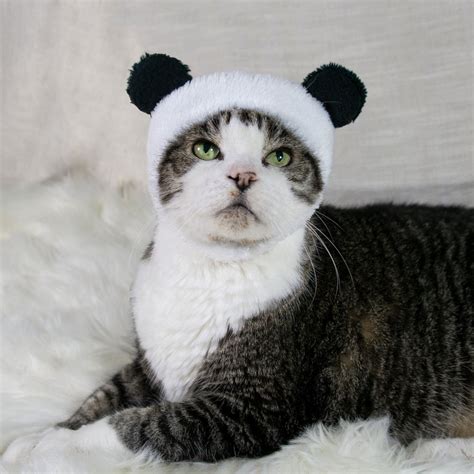 Panda Bear Hat Cat Costume