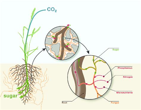 Mycorrhizal Fungi Diagram