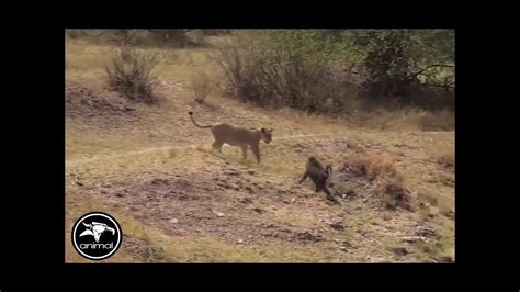 LION VS BABOON - WHY LION LOST - YouTube